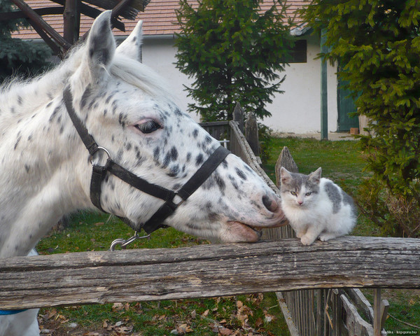 Cheval Appaloosa