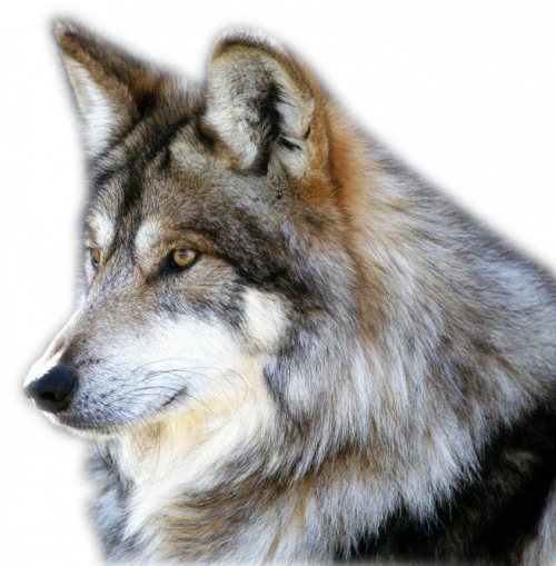 le loup animal emblematique passiondesgifs centerblog