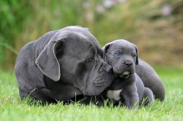 Chienne Cane Corso Grisbleu Et Son Chiot 5632