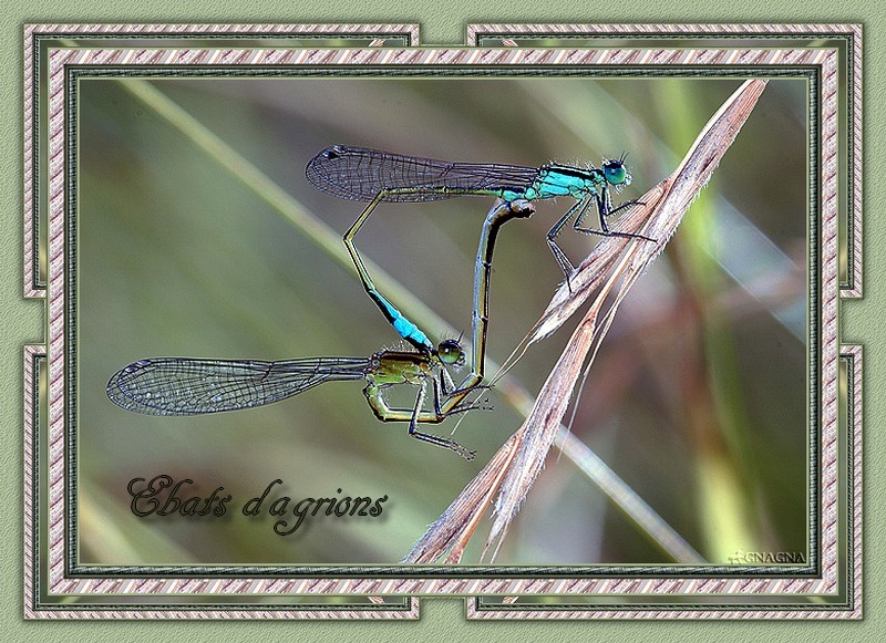 ABC-du-26-au-04-du-03-ebats-d-agrions.jpg