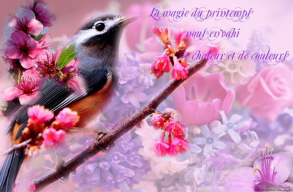 Fond d'écran  -  "Magie du printemps"