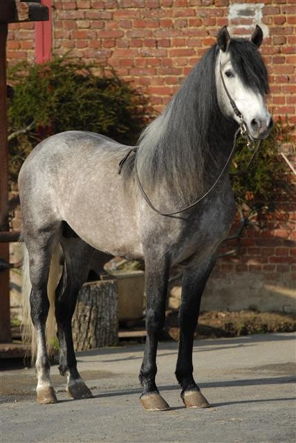 cheval andalou