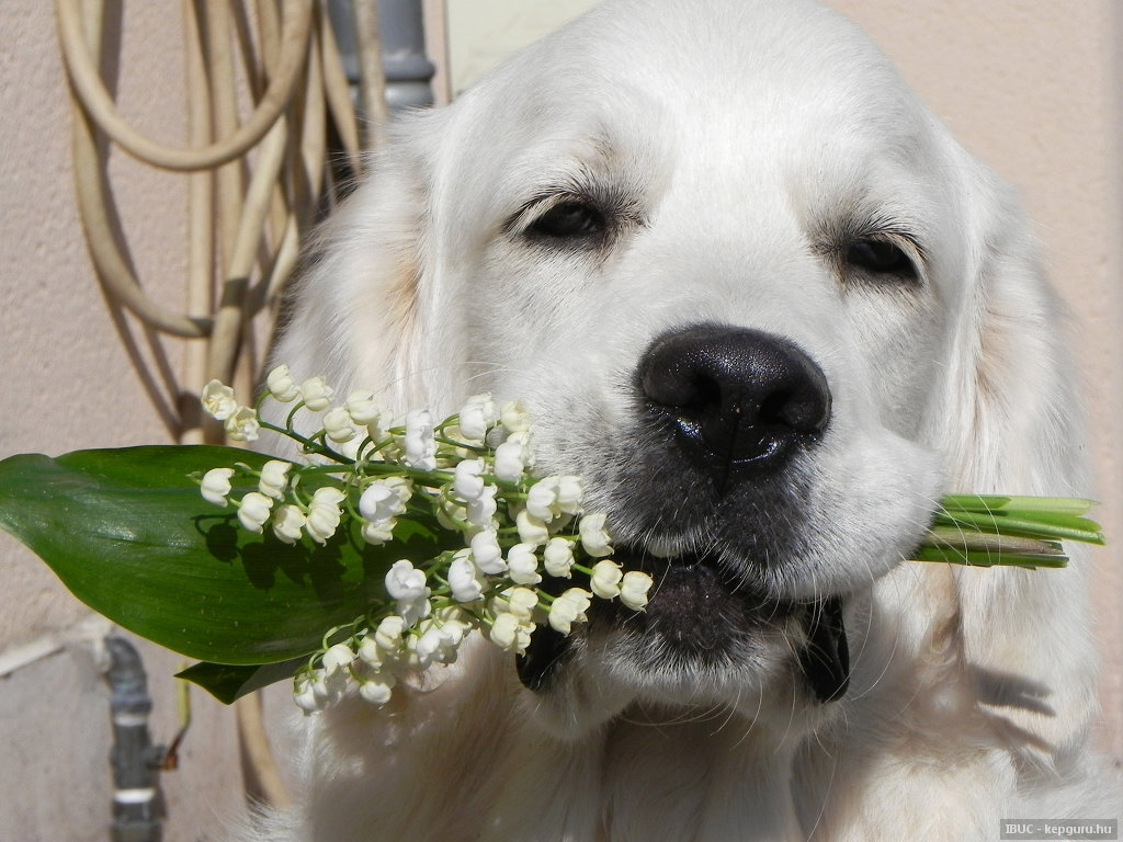 Un beau chien vous apporte des brins de muguet