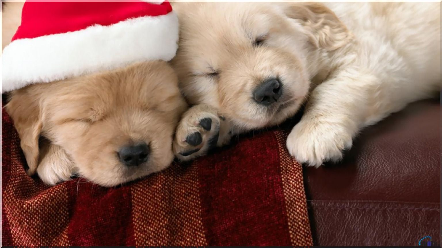 Animaux Joyeux Noel : VIVE LE VENT, JOYEUX NOEL, Noel des nos animaux chiens 