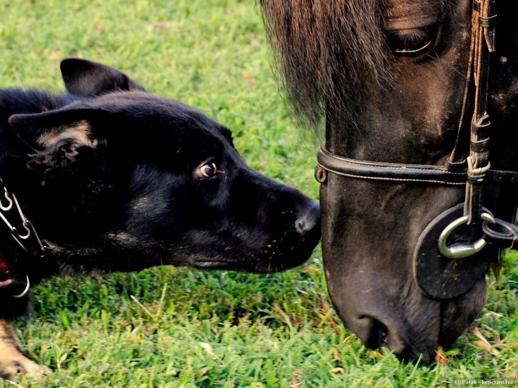 rencontre chiens com