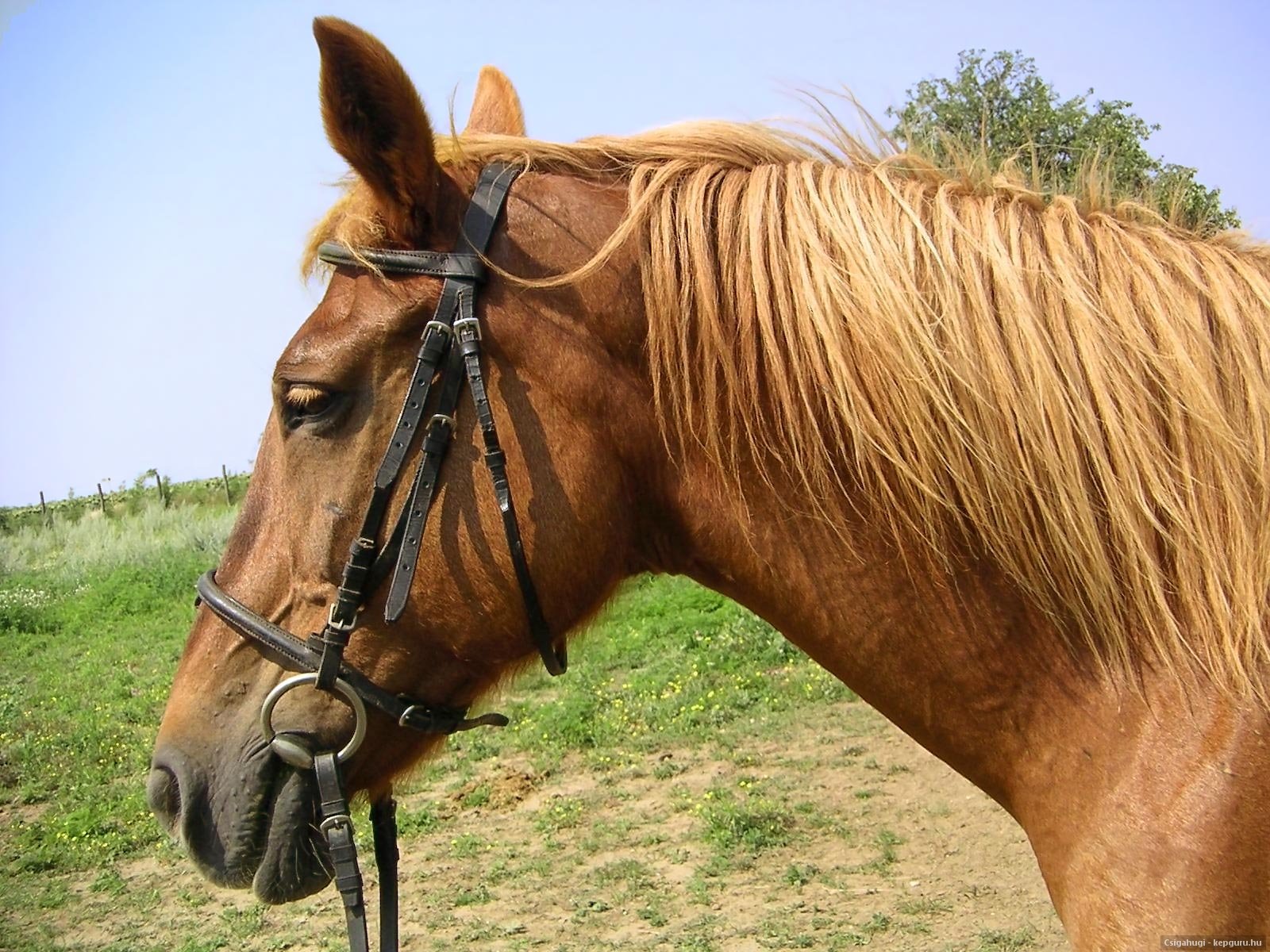 Belle tête de cheval