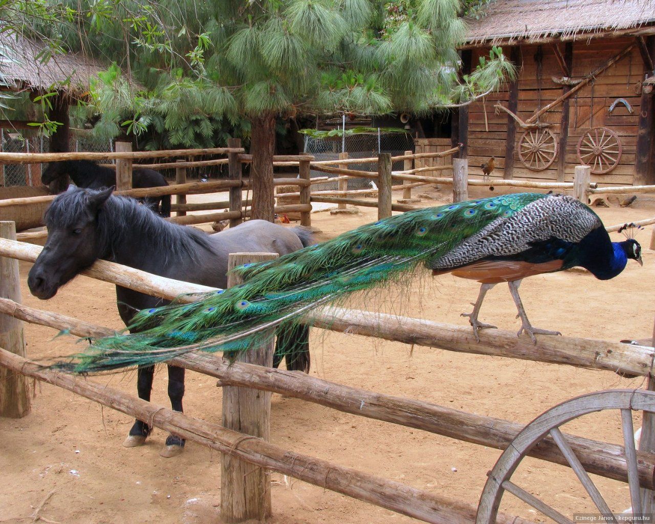 cheval rencontre